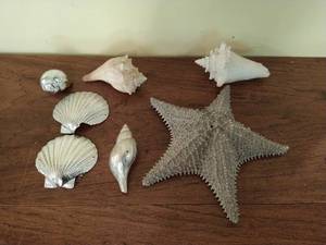 Collection of Shell Dcor
