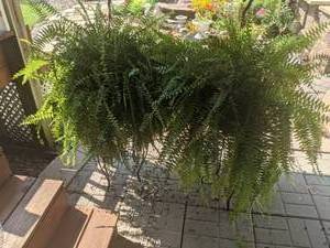 lot 323 image: Set of (2) Beautiful Fern Plants with Matching Set of Wrought Iron Stands
