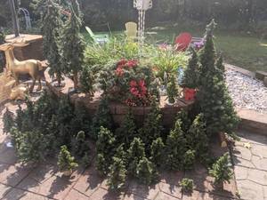 lot 302 image: Christmas Decor - Trees, Trees & Centerpiece