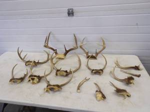 lot 95 image: Deer Antlers