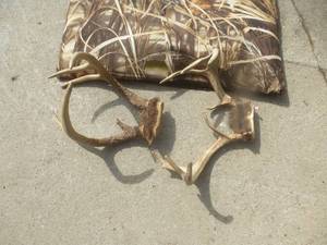 lot 20 image: White Tail Rattling Horns & Dog Pad