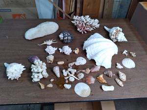 lot 110 image: Large Lot of Coral, Conch Shell, Sand Dollars, Sea Shells and More