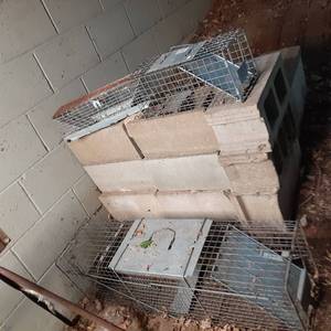 lot 165 image: Lot of (3) Aluminum Live Traps in Various Sizes 