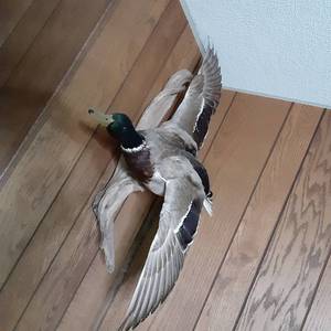 lot 248 image: Superb Male Mallard in Mid-Flight Taxidermy Wall Decor 
