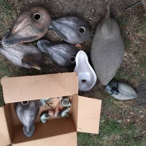 lot 201 image: Whole Lot of Duck Decoys in Plastic and Foam 