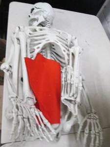 lot 133 image: full size skeleton open box ...