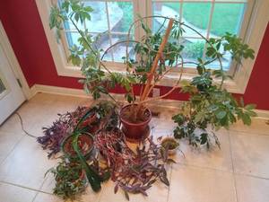 lot 151 image: House Plants