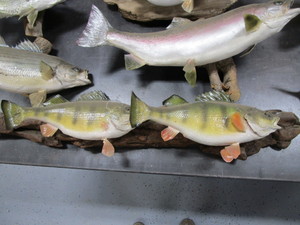 Fish Mounts & Antlers