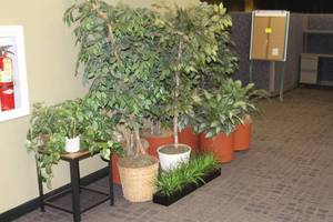 lot 176 image: Large Lot of Miscellaneous Size & Type of Artificial Plants  Trees - Includes Table Shown in Pictures