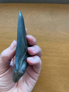 lot 124 image: Fossilized Shark Tooth