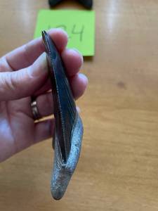 lot 125 image: Fossilized Shark Tooth