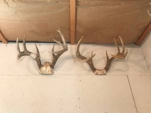lot 200 image: Antlers