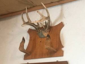 lot 210 image: Mounted Antlers