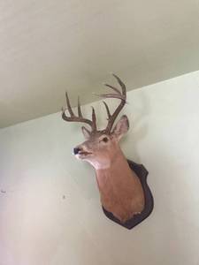 lot 245 image: Mounted Deer Taxidermy
