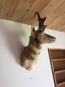 lot 246 image: Mounted Taxidermy