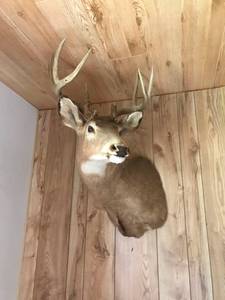 lot 247 image: Mounted Deer Taxidermy