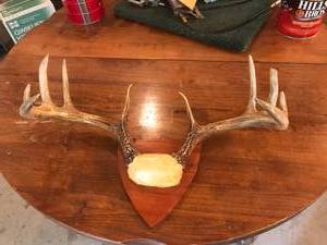 lot 40 image: Antler Mount