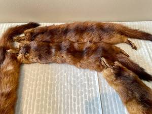 lot 231 image: 4 Pelt Mink Stole Scarf