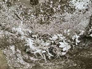 lot 340 image: Sephia Tree Photography Metal Artwork