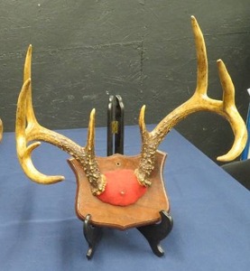 lot 16 image: 9 POINT BUCK ANTLER MOUNT ON PLAQUE