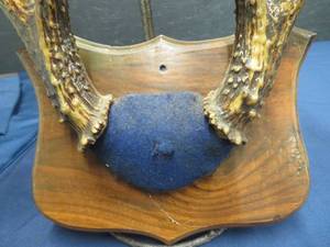 lot 16A image: 1960 8 POINT DEER ANTLER MOUNT