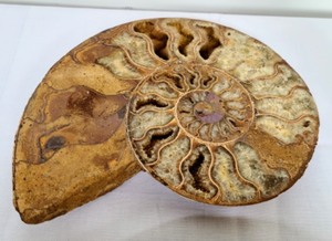 lot 31 image: Ammonite Fossils