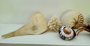lot 124 image: Seashells and Wooden Crab