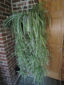 Spider House Plant
