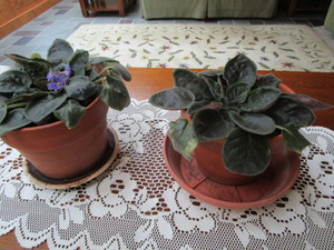 African Violet House Plants