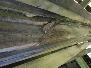 Pine