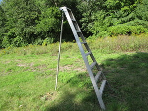 Orchard Ladder