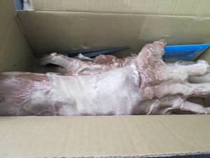 lot 201 image: Joyin 13 Brown Zombie Arm Stakes o...