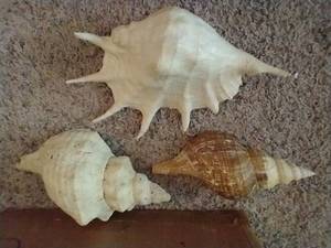 3 Large Decorative Sea Shells