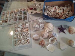 lot 279 image: Huge Assortment of Shells See Phot...