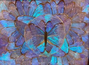 lot 308 image: Vintage Brazilian Morpho Butterfly Tray