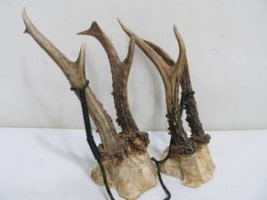 lot 258 image: 2 Sets of Genuine Small German Roe Deer Antlers