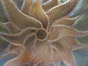 lot 222 image: Signed Hammered & Torched Copper Artwork