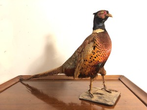 lot 41 image: Genuine Taxidermy Walking Pheasant Mount