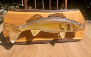 lot 69 image: Taxidermy Walleye Fish Mount on Live Edge Wood Placard 