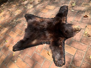 lot 119 image: Genuine Vintage Black Bear Cub Floor Rug