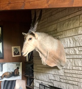 lot 5 image: HUGE Taxidermy Eland Shoulder Mount
