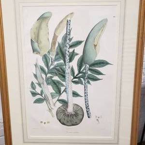 lot 140 image: Voodoo Lily Botanical Framed Print