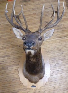 lot 120 image: 12 Point (6X6) Elk Head Trophy Mount