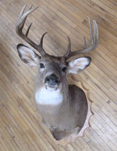 lot 121 image: 10 Point (5X5) Dear Head Trophy Mount