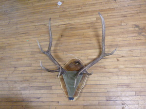 lot 123 image: Mounted Deer Antlers