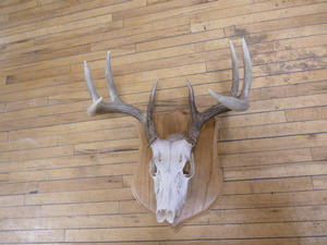 lot 124 image: Mounted Deer Antlers