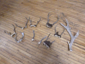 lot 126 image: Variety of Antlers