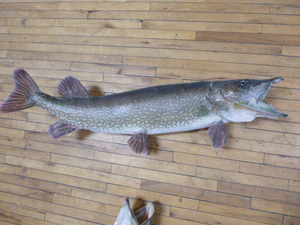 lot 127 image: Northern Pike Taxidermy
