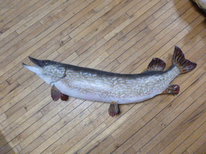 lot 128 image: Northern Pike Taxidermy
