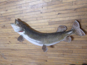 lot 129 image: Northern Pike Taxidermy